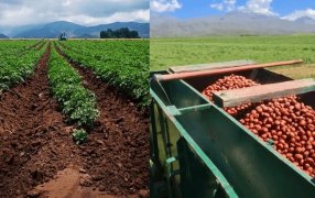 A 2.300 metros de altura, los papines andinos abren un surco productivo en la cordillera mendocina
