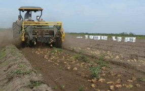 “No habrá faltantes de papa”: La siembra sumó 2.000 hectáreas en la principal zona productiva