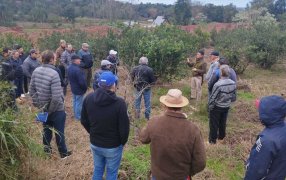 Capacitación en cosecha de “rama madura” con productores del Municipio misionero de Campo Grande
