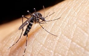 Ante síntomas compatibles con el Dengue, recuerdan concurrir a los CAPS o consultar con la Aplicación AlegraMed