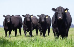 Mayor producción, eficiencia y salud en el tambo con probióticos