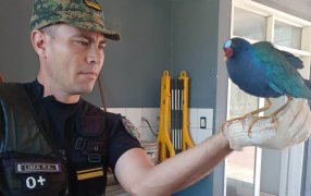 Misiones: Cada vez son más los requerimientos a la Policía para el rescate de animales silvestres en la Provincia