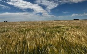 Un programa de manejo sustentable aumenta el rinde en 200 kilos por hectárea y reduce las emisiones en 30%