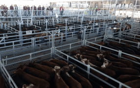 La hacienda sigue por detrás de la inflación: El kilo vivo subió solo 2% en Junio