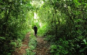 Caminatas guiadas por el Moconá: Oportunidad única para conectar con la naturaleza, ideal para los amantes del aire libre y la aventura