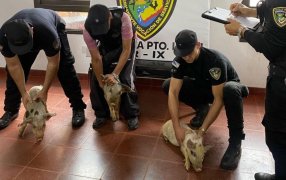 La Policía de Misiones recuperó a los tres cerditos: Fueron robados por una pareja a un agricultor en la localidad de Puerto Leoni