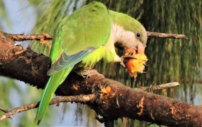 Durazno: Preocupa en San Pedro el impacto de las cotorras en plena cosecha