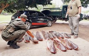 Personal de Gendarmería Nacional secuestró más de 400 kilos de pescado, que derivaron en 26 ejemplares y dos vehículos en Corrientes
