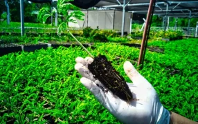 Biofábrica Misiones abre su convocatoria para la adquisición de plantines, la misma está destinada a productores de la provincia