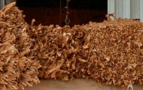 Pago a tabacaleros misioneros y alcanzará a 488 productores que se dedican a la producción