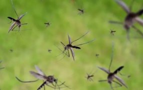 Invasión de mosquitos en el Área Metropolitana de Buenos Aires luego de las lluvias: Cómo hacer para eliminarlos