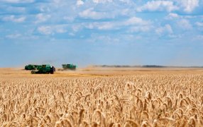 En Australia financiarán una investigación sobre trigo tolerante al calor