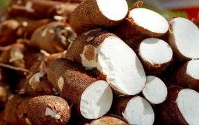 Producción de mandioca en Misiones: Trabajan en fortalecer la productividad y el agregado de valor