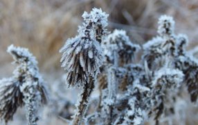La ola polar no da tregua: Hay nueve provincias en alerta roja por temperatura extrema