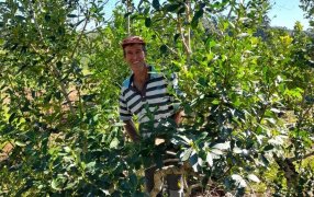 Buenos resultados con viruteo y limpieza en yerbales de El Alcázar