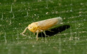 Chicharrita del maíz: Consejos de un experto para evitar más daños