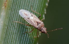A cuidarse de la chinche de la semilla en maíz