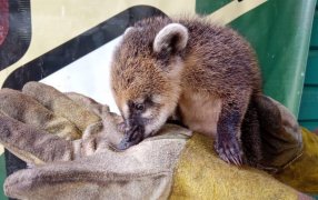 Cazadores, traficantes y tala ilegal: El frente verde de la Policía de Misiones suma más de 130 rescates