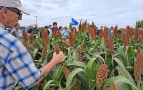 Maíz, girasol y una amplia variedad de sorgos tolerantes a pulgón amarillo, razones del crecimiento de RAGT Semillas