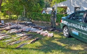 Gendarmería Nacional secuestró 153 piezas ícticas: Los especímenes eran transportados sin la cadena de frío correspondiente