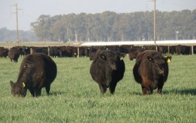 Cumbre de cambio climático: “A la ganadería le adjudican emisiones que no le corresponden”