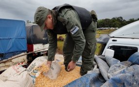 Misiones: Gendarmería Nacional, incautó catorce mil cuatrocientos treinta kilos de granos de maíz, sin documentación legal que avale la carga y su circulación