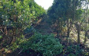 Capacitación en cosecha de yerba mate