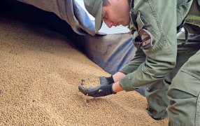 Gendarmería Nacional secuestró más de 239 toneladas de granos