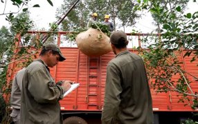 El INYM definió el encuadre para las actividades de Comercializador y de Prestador de Servicio Cosecha y Flete