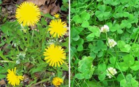 Plantas indicadoras de la salud del suelo