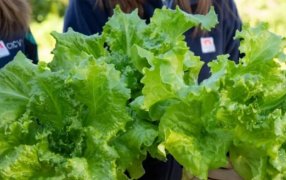Una lechuga con más hojas: La “crespa” de INTA que revoluciona la horticultura