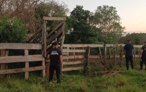 En operativo ganadero, la Policía de Misiones recuperó once vacas sustraídas en la zona rural del Municipio de Itacaruaré