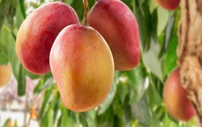 Buscan potenciar el mercado de mangos misioneros: En la actualidad, se registran más de 50 hectáreas con variedades