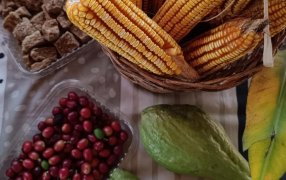 Misiones: Esta semana, la Feria de Semillas y Talleres de Producción Agroecológica, será en el Municipio de Gobernador de Roca