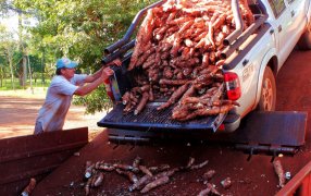 Líder: La provincia de Misiones se ha consolidado como la principal productora de mandioca en Argentina, sobresaliendo por su notable capacidad para satisfacer la creciente demanda de este cultivo