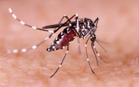 "Angustia ambiental", la nueva preocupación de los argentinos a causa del brote de Dengue