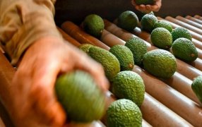 Se realizará una capacitación gratuita sobre cultivo de palta en el Municipio misionero de San Vicente