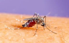 Datos alarmantes: Dengue en Argentina, confirman 129 muertes y más de 180.000 casos