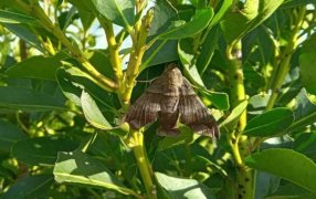 Monitoreo para evitar daños por plagas en yerbales