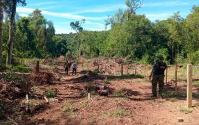 Misiones: Investigan un grave hecho de apeo ilegal de madera nativa en el Parque Provincial Piñalito