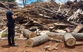 Misiones: Secuestraron madera nativa y detuvieron a un invididuo