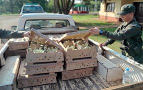 Pretendía ingresar con pollitos de origen brasilero al territorio nacional, habían sido ingresadas por un paso internacional no habilitado y no contaban la documentación ni los permisos correspondientes