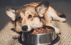 Alerta en la industria de alimentos balanceados: “Empezamos a entrar en default con los proveedores”