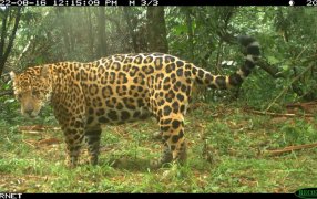 Monitoreo poblacional de yaguaretés: Hay menos de 100 individuos en la selva misionera