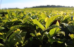 Misiones: A partir del 1° de Febrero se actualiza el precio del Té