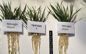 Ensayos muestran que la inoculación de una “súper” bacteria puede sumar más de 200 kilos por hectárea en trigo y cebada