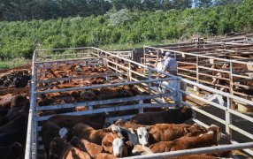 Misiones se posiciona como plaza de remates ganaderos