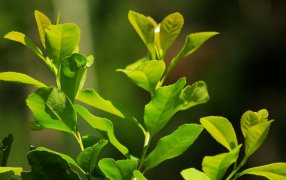 Con mayor rentabilidad que el sistema tradicional, la yerba mate orgánica se consolida en la provincia de Misiones