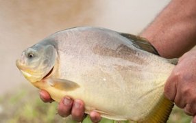 La provincia de Buenos Aires tendrá el primer nodo acuícola de Argentina