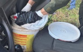 Dos personas involucradas en el traslado de cogollos de marihuana: Los implicados se trasladaban a bordo de un automóvil